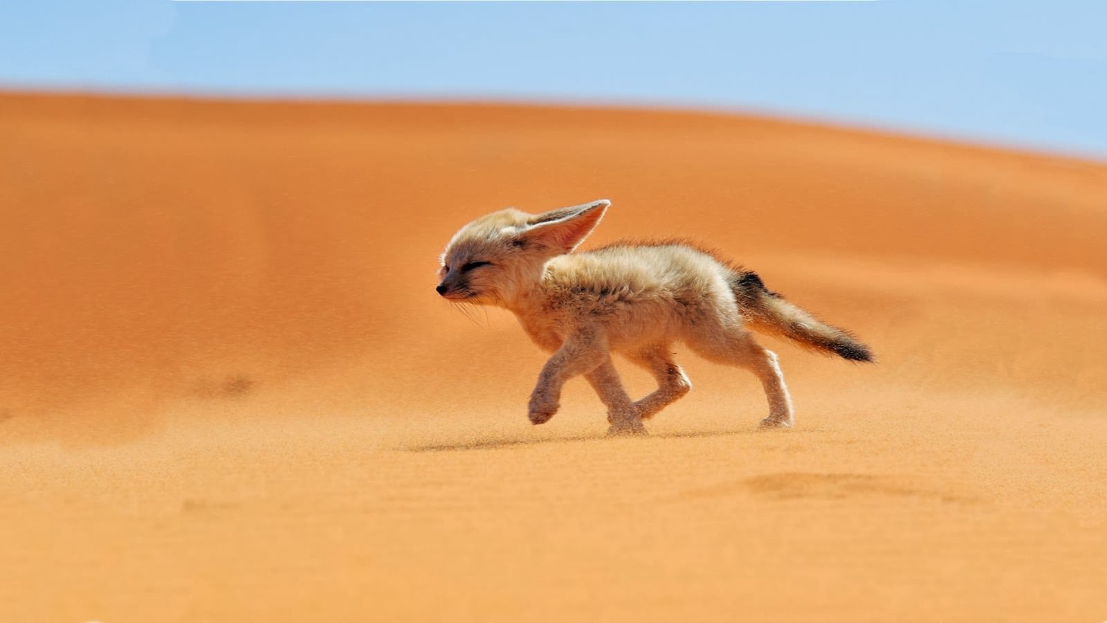 Fantastic foxes